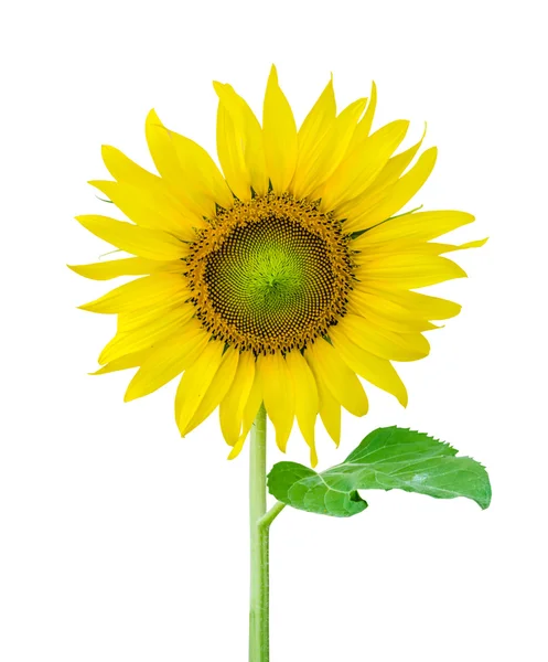 Sonnenblume. — Stockfoto