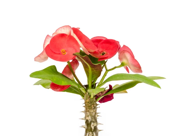 Rózsaszín koronát a tövis virág. — Stock Fotó