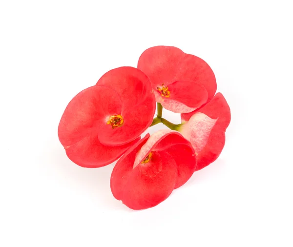 Pink crown of thorns flower. — Stock Photo, Image