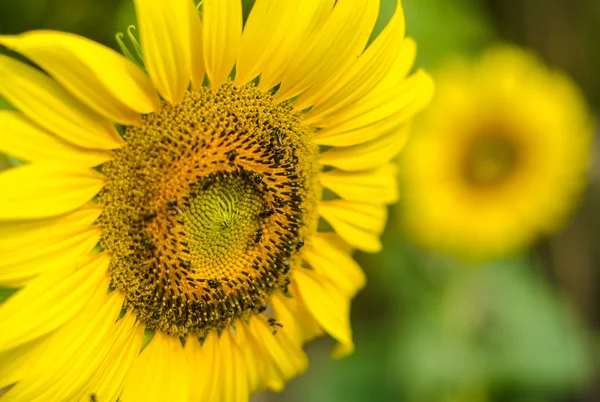 Sun flower. — Stockfoto