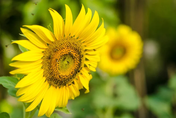 Flor solar . — Fotografia de Stock