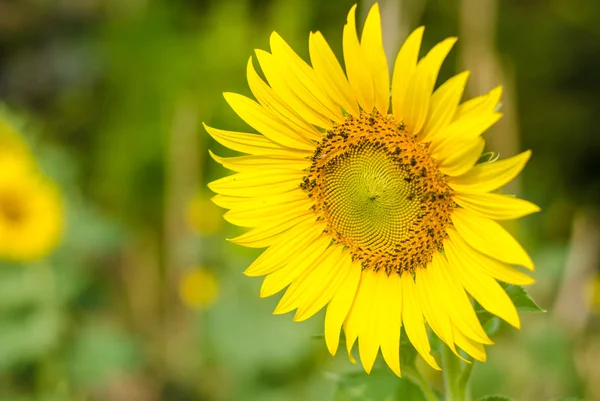 Kwiat słońca. — Zdjęcie stockowe