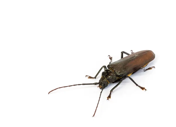 Escarabajos de cuerno largo . — Foto de Stock