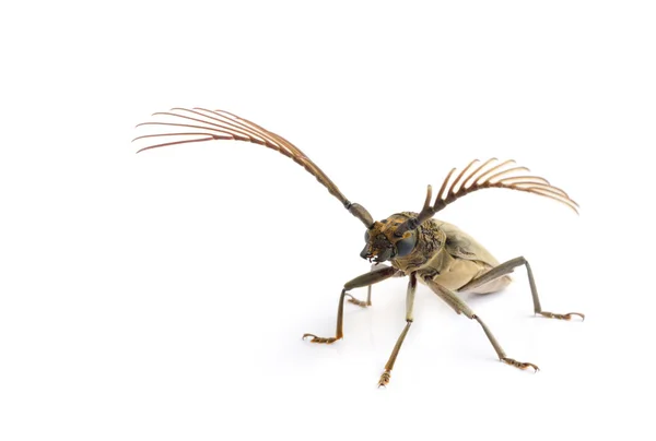 Escarabajos de cuerno largo  . — Foto de Stock