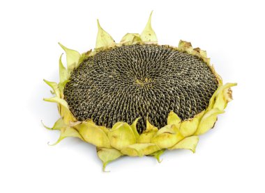 ayçiçeği tohumu.