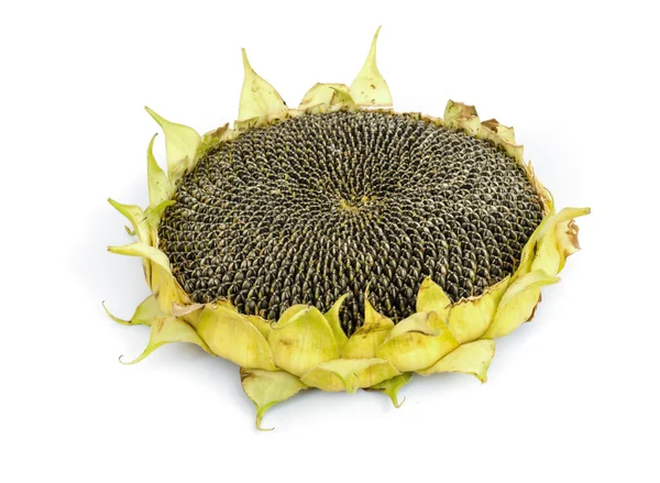 Sunflower  Seeds. — Stock Photo, Image