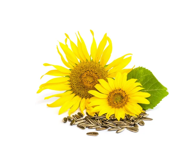 Sunflower . — Stock Photo, Image