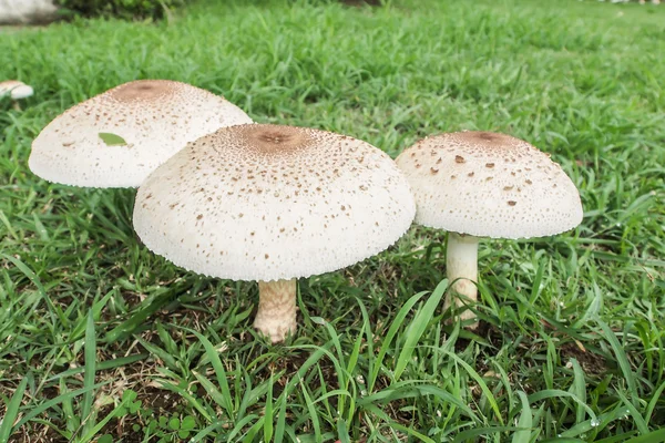 Champignons empoisonnés . — Photo