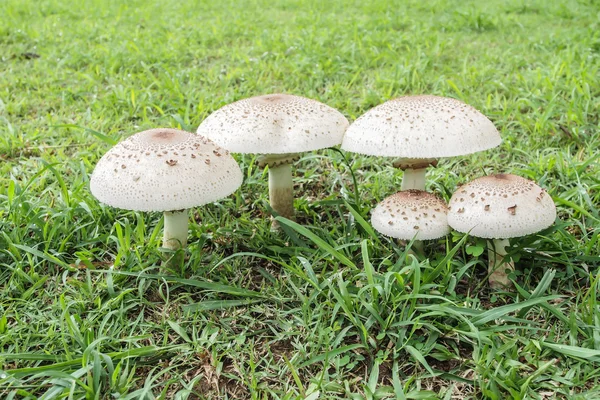 Ядовитые грибы. . — стоковое фото