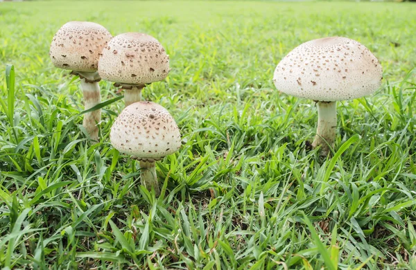 Un champignon venimeux . — Photo