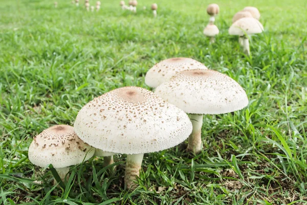 A poisonous  mushrooms. — Stockfoto