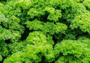 taze maydanoz sebze.