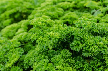 taze maydanoz sebze.