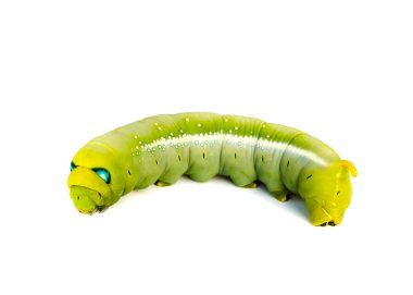 Tırtılların solucan