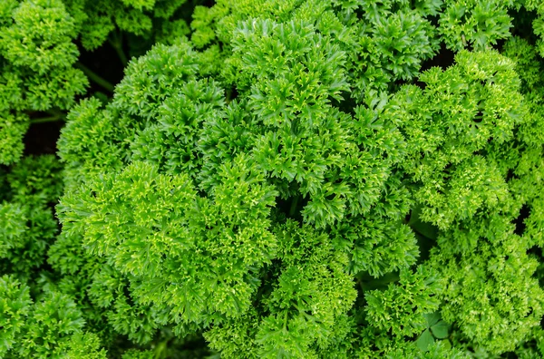 Fresh parsley vegetable. — Stock Photo, Image