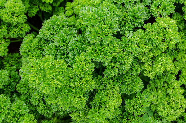 Close up of parsley leaves in parsley farm.