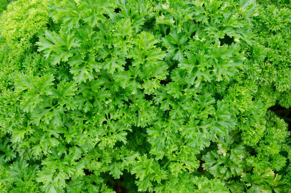 Fresh parsley vegetable. — Stock Photo, Image