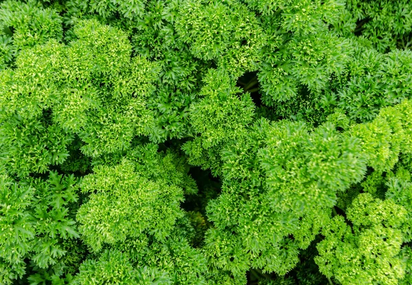 Fresh parsley vegetable. — Stock Photo, Image
