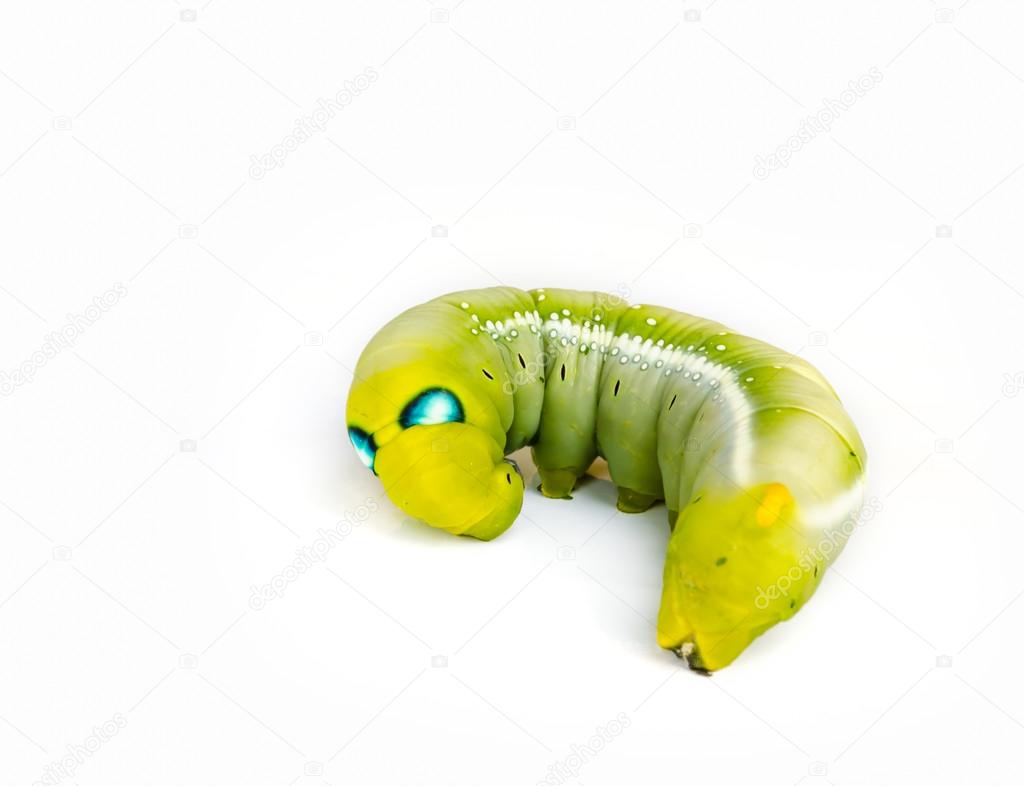 Worm the caterpillars