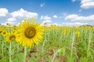 Ayçiçeği alan arka plan .