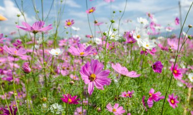 Bahçede kozmos çiçeği.