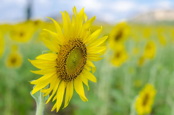 Solros fält bakgrund . — Stockfoto