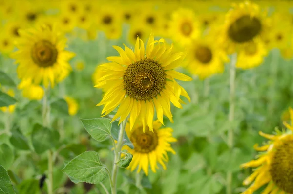 Champ de tournesol fond  . — Photo