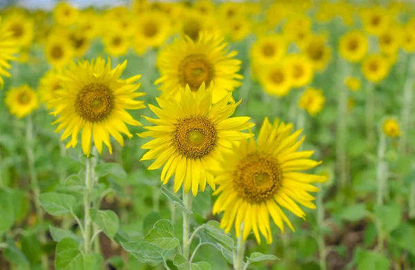 Sonnenblumenfeld Hintergrund . — Stockfoto