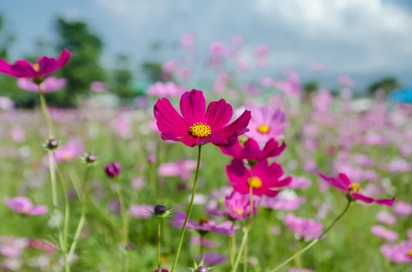 Cosmo fiore in giardino. — Foto Stock