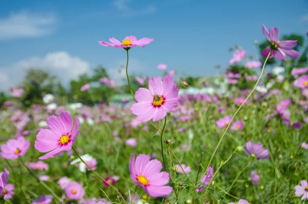 Cosmo fiore in giardino. — Foto Stock