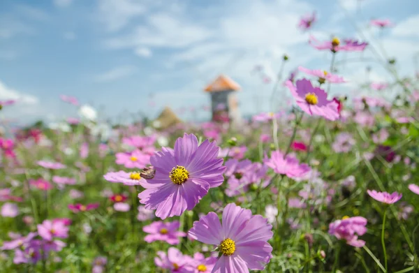 Kosmos bloem in de tuin. — Stockfoto