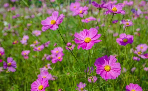 Kosmos Blume im Garten. — Stockfoto