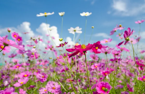 Cosmo fiore in giardino. — Foto Stock