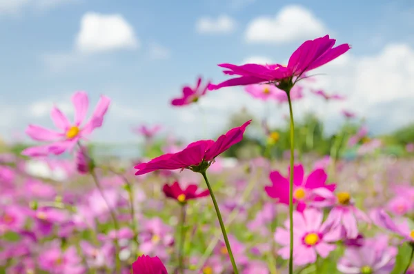 Cosmos flower in the garden. — Stock Photo, Image