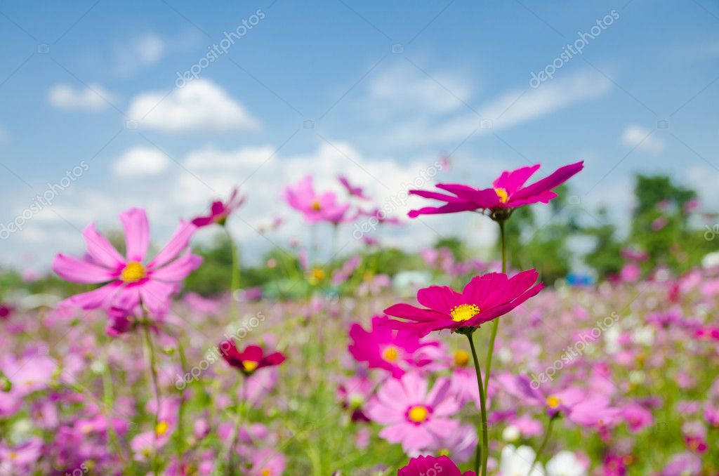 花园里的宇宙之花 图库照片 C Tropper00 花园里的宇宙之花 图库照片 C Tropper00