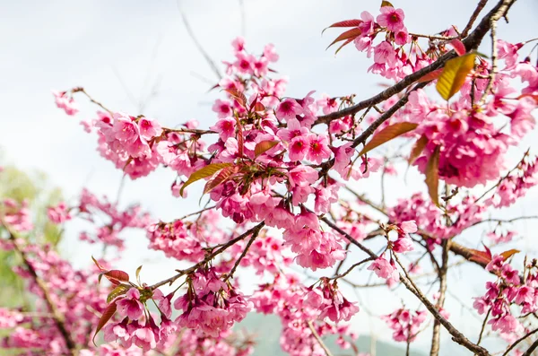 Ροζ λουλούδι Sakura ανθοφορία. — Φωτογραφία Αρχείου