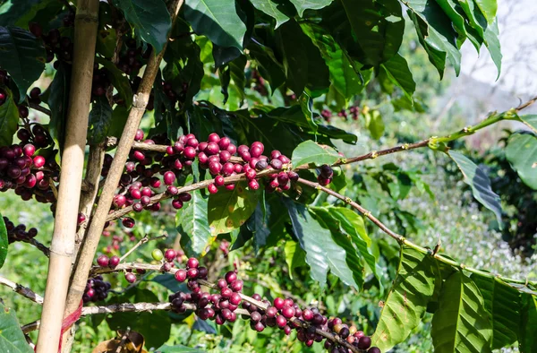 Kaffe träd med mogen. — Stockfoto