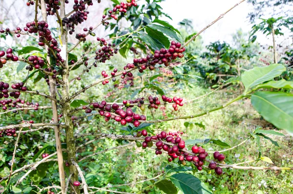 Coffee tree with ripe. — Stock Photo, Image