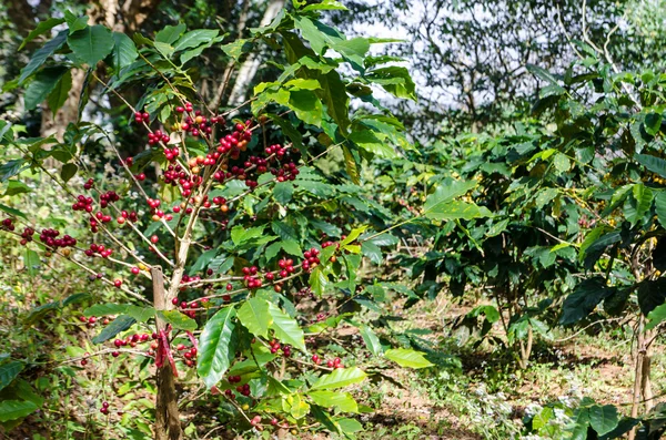 Coffee tree with ripe. — Stock Photo, Image