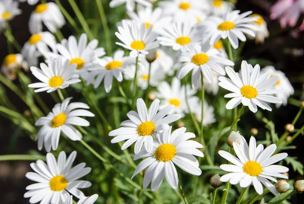 Daisy flower in a  pots. — Stock Photo, Image