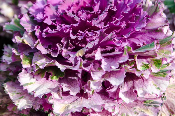 Fresh purple lettuce . — Stock Photo, Image