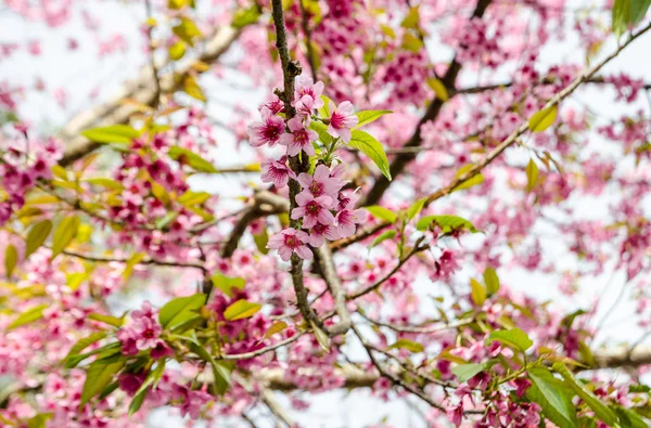 Ροζ λουλούδι Sakura ανθοφορία. — Φωτογραφία Αρχείου