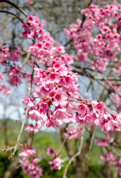 Ροζ λουλούδι Sakura ανθοφορία. — Φωτογραφία Αρχείου
