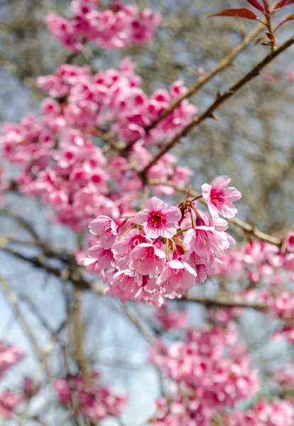 Ροζ λουλούδι Sakura ανθοφορία. — Φωτογραφία Αρχείου