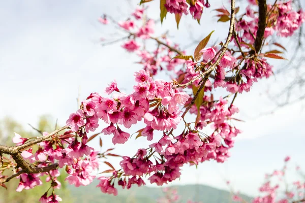 Ροζ λουλούδι Sakura ανθοφορία. — Φωτογραφία Αρχείου