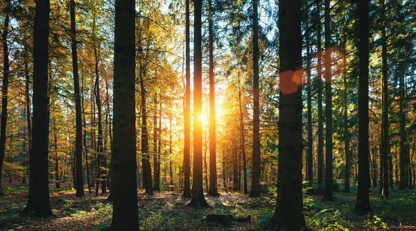 Cichy Las Wiosną Pięknymi Promieniami Słońca Wędrowny Żądza — Zdjęcie stockowe
