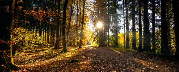Baharda Sessiz Bir Orman Güzel Parlak Güneş Işınları Gezinti Tutkusu — Stok fotoğraf
