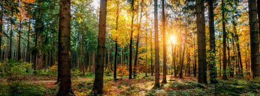 Sonbaharda Sessiz Orman Parlak güneş ışınları ile sonbahar - gezgin şehvet