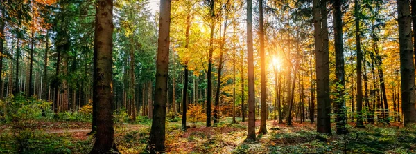 Stille Bos Herfst Vallen Met Prachtige Heldere Zonnestralen Dwalen Lust — Stockfoto