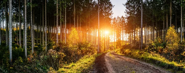 Csendes Erdő Ősszel Gyönyörű Napsugarakkal Vándor Vágy — Stock Fotó